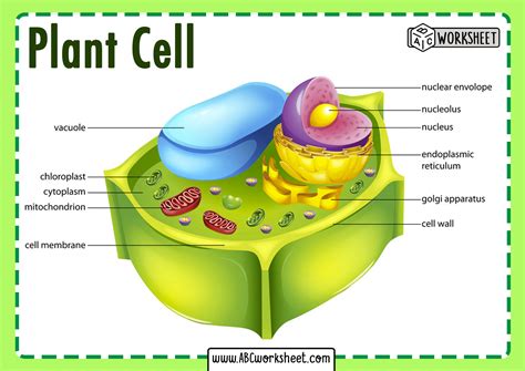 10+ Plant Cell Diagram Explanation Gif | Diagram Printabel