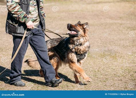 German Shepherd on Obedience Dog Training. Alsatian Wolf Dog Stock ...