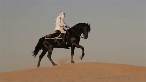 arabian-horse-rider-riding-black-male-horse-on-desert-in-dubai-wind-moves-the-sand-of-dunes ...