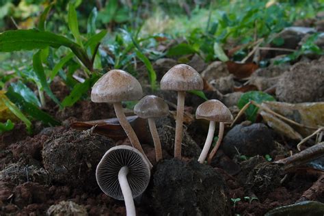 P7242336 Panaeolus sp. | Panaeolus sp. On horse dung. My blo… | Flickr