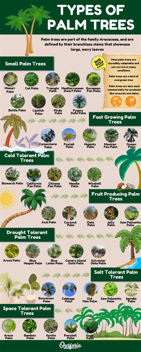 39 Types of Palm Trees: Complete Identification Guide with Images and Facts | Palm trees garden ...