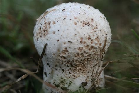 Calvatia (Genus Calvatia) · iNaturalist.org