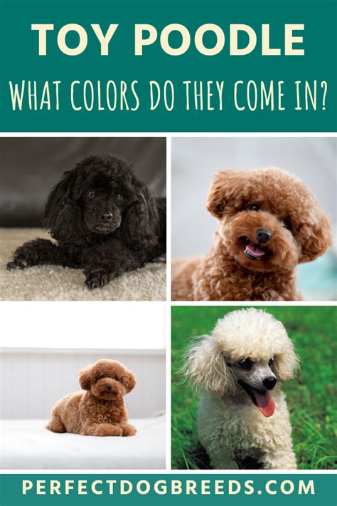 Toy Poodle Colors: A Complete Guide