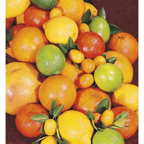 Shop 10-Gallon Citrus Cocktail Tree (L6805) at Lowes.com