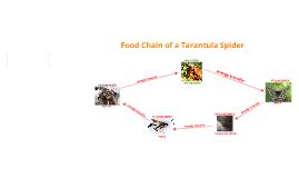 Food Chain of a Tarantula Spider by nathan moore on Prezi