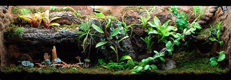 Plants in the Lizard Terrarium | Infolific