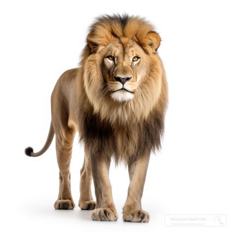 Lion Pictures-Lion isolated on white background