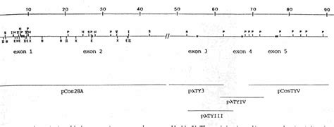 Figure 1 from Structural organization of the human tyrosinase gene and ...