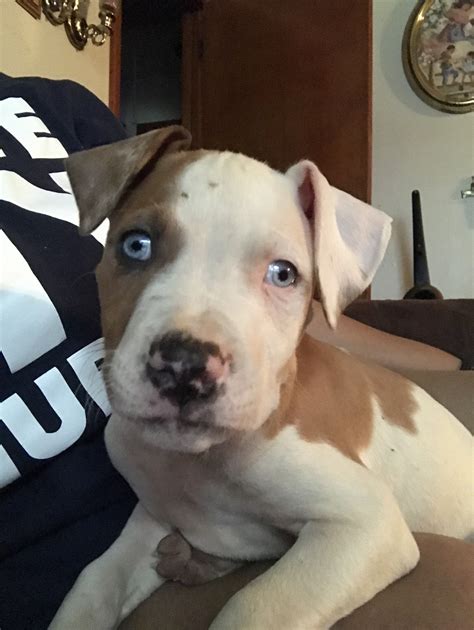 American Pit Bull Terrier Puppies For Sale | Forest Park, GA #226396