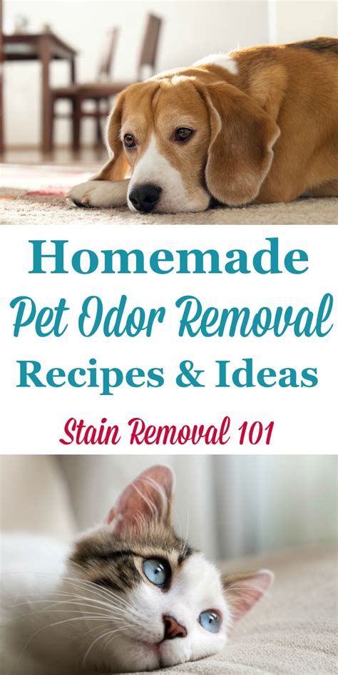 Homemade Pet Odor Removal Recipes And Ideas