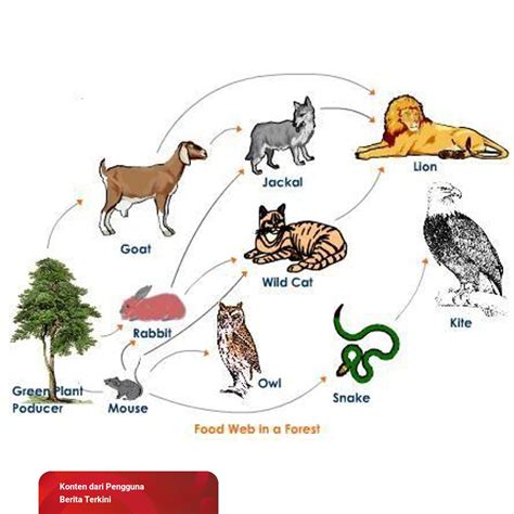 Contoh Rantai Makanan Pada Ekosistem Hutan - 56+ Koleksi Gambar
