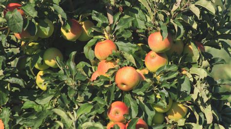 Let’s Go Apple Picking - My Maryland Farmers