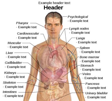 Male Diagram Template - Human Body Pictures - Science for Kids | Human ...