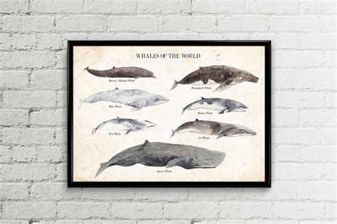 Whales Poster Whale Poster Whale Print Whales Print | Etsy