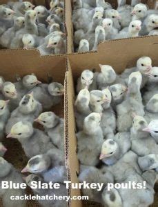 Blue Slate Turkey - Turkey Poults for Sale | Cackle Hatchery®