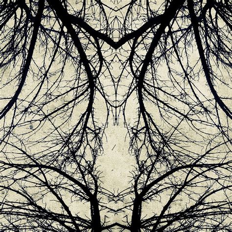 Tree Veins Photograph by Natasha Marco