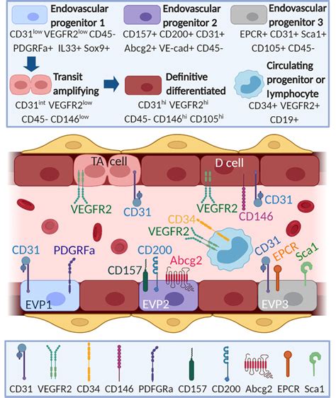 Current concepts on endothelial stem cells definition, location, and markers. - Abstract ...