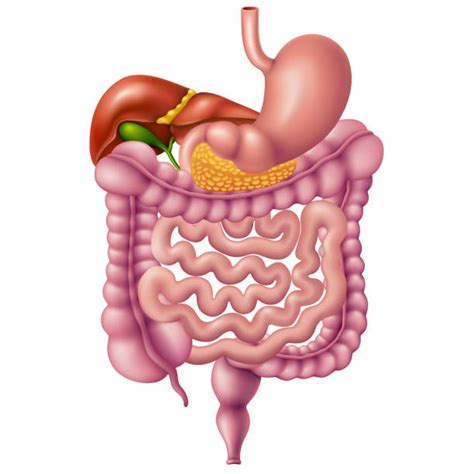 Gastro Intestinal System Illustrations, Royalty-Free Vector Graphics ...