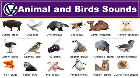 100+ Animals and Birds Sound List - Vocabulary - GrammarVocab