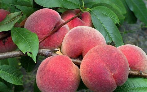 Download Food Peach HD Wallpaper