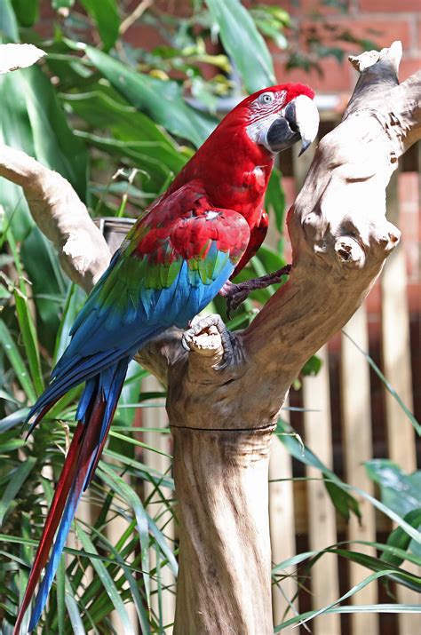 Pictures and information on Red-and-green Macaw