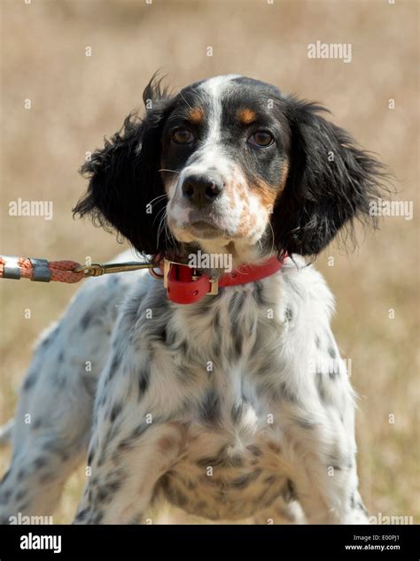 English Setter hunting dog Stock Photo - Alamy