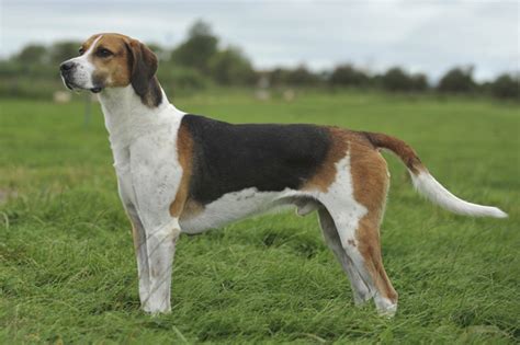 English Foxhound Breed Information - Vetstreet | Vetstreet