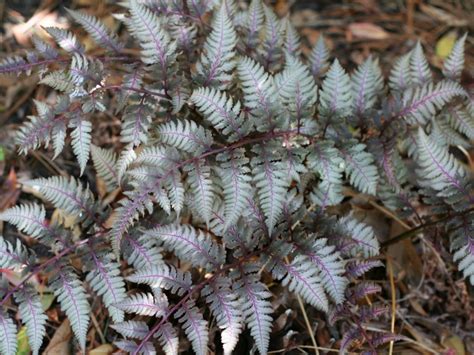 Japanese Painted Fern Plants - How To Care For Japanese Painted Ferns