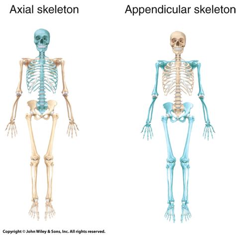 Axial and Appendicular Skeleton