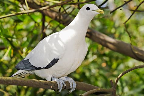 zoology - Identification of an Australian pigeon in the NT - Biology Stack Exchange