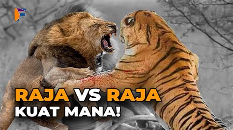 SINGA VS HARIMAU..! PEMENANG DAN PALING KUAT DALAM LAWAN PERTARUNGAN - YouTube