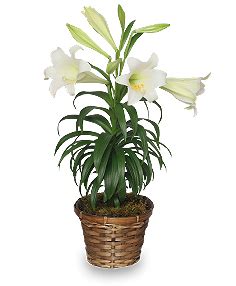 Plant Care Tips For Potted Easter Lilies