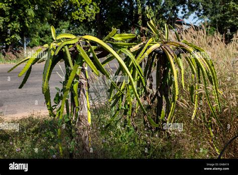 Cambodia. Dragon Fruit (Hylocereus Undatus) Plant, without Fruit Stock ...