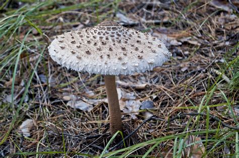 Pakolaiset tarvitsevat tietoa myrkyllisistä sienistä – Saksassa ...