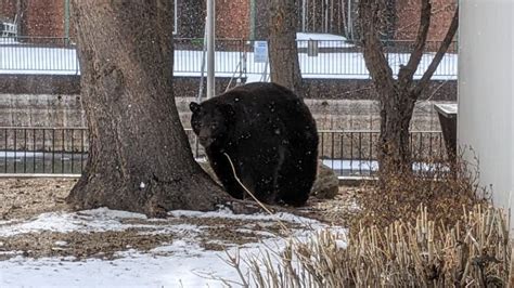 Hank the Tank, 500-pound bear, breaks into homes, eludes capture | WFLA