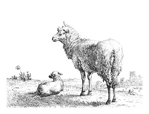 Sheep Drawing, Sketch | Sheep drawing, Sheep art, Drawings