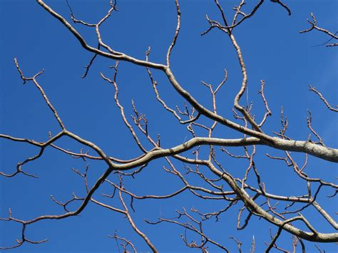 Cincinnati Tree Trimming | Clean Cut Tree & Landscape