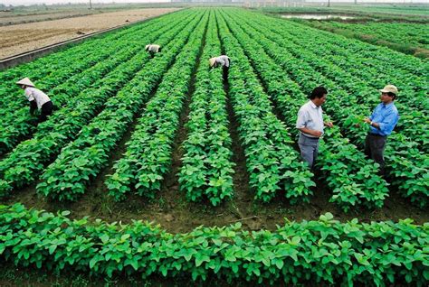 Nông nghiệp hữu cơ: Giải bài toán ‘thiếu chuẩn’ - Doanh nhân Đất Việt