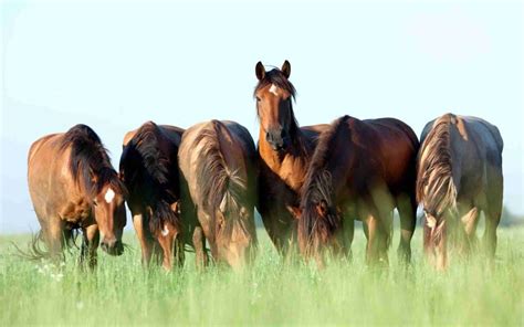 What Are The Top 10 Smartest Horse Breeds? - Smarter Horse