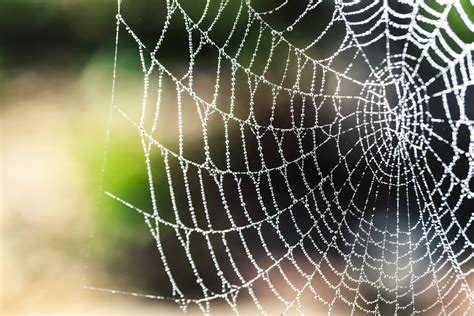 Spider Web Selective Focus Photography · Free Stock Photo