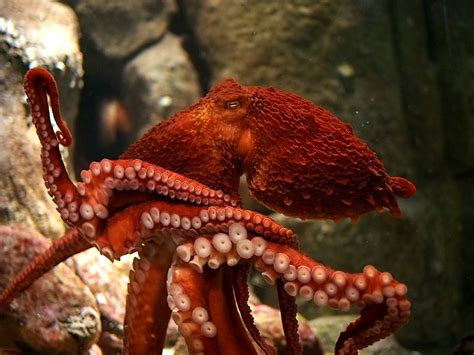 Giant Pacific Octopus Habitat