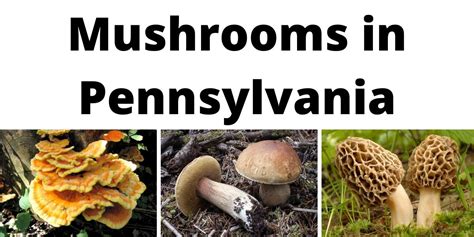 A Comprehensive List of Common Wild Mushrooms in Pennsylvania