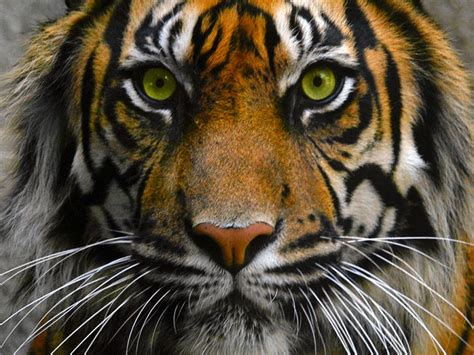 Tiger Eyes Wallpaper 20540 - Baltana