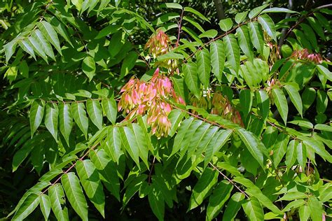 Tree-of-Heaven | Invasive Species Program | Nebraska