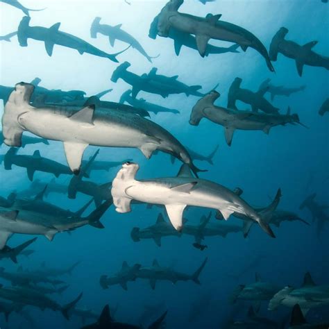 Hammerhead Sharks in Yonaguni Island - One of the biggest secrets in ...