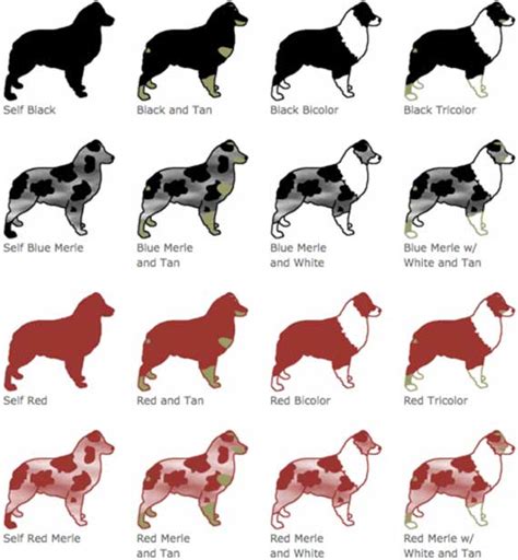 Australian Shepherd Colors and Markings