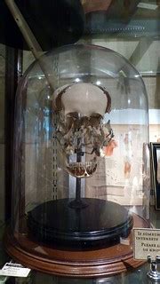Exploded skull in bell-jar, Evolution Store, Manhattan, NY… | Flickr