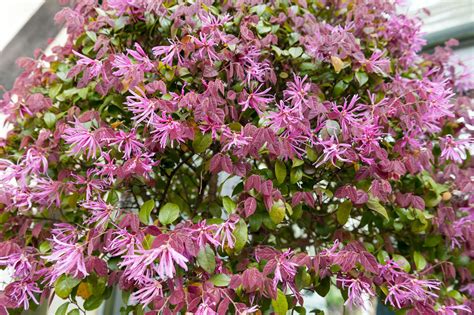 29 Best Shrubs for Shade Gardens