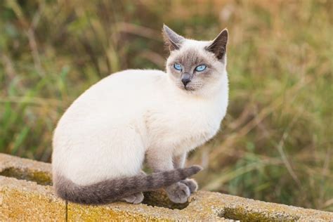 Blue Point Siamese Cat Breed Info: Pictures, Temperament & Traits - Catster