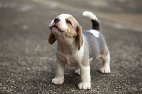 15 Cute Dog Breeds That Stay Small Forever